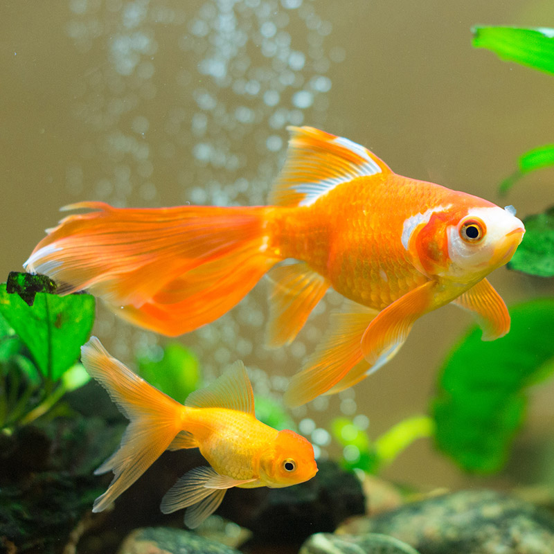 Aquarium and Ornamental Fish